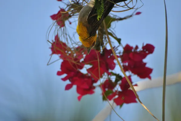 File:Tisserin sakalave, Ploceus sakalava - Sakalava Weaver.jpg