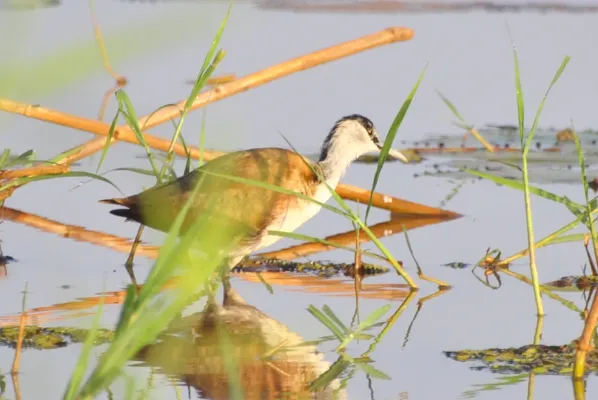 File:Jacana malgache, Actophilornis albinucha - Madagascar Jacana.jpg