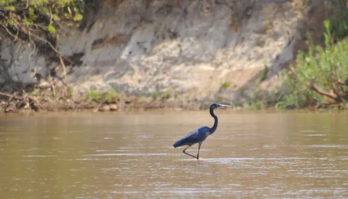 File:Héron de Humblot, Ardea humbloti - Humblot's Heron du Complexe Mahavavy-Kinkony, Boeny, Madagascar.jpg