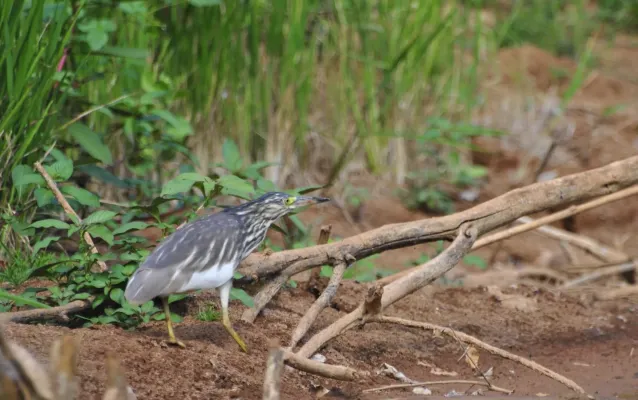 File:Malagasy Pond Heron Ardeola idae - Crabier blanc du Complexe Mahavavy-Kinkony, Boeny, Madagascar.jpg