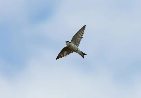 File:Tachycineta stolzmanni from below.jpg