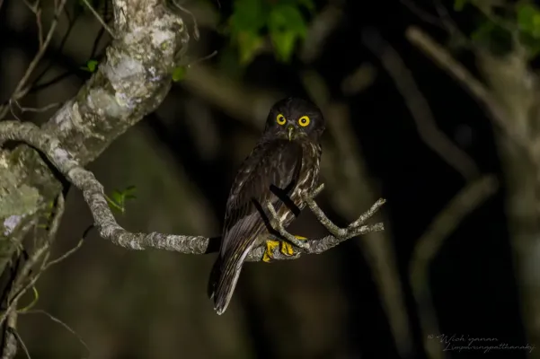 File:Ninox japonica japonica 388153988.jpg