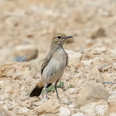 File:Red-rumped wheatear (Oenanthe moesta moesta) female Kebili.jpg