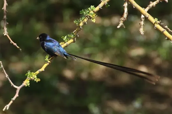 File:Vidua hypocherina -Ngorongoro, Tanzania -male-8.jpg