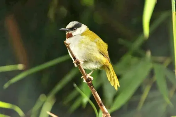 File:Eminia lepida -East Africa-8.jpg