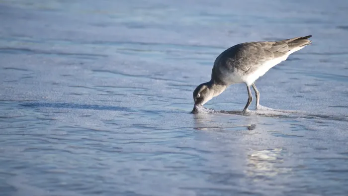 File:Willet feeding (Tringa semipalmata).jpg