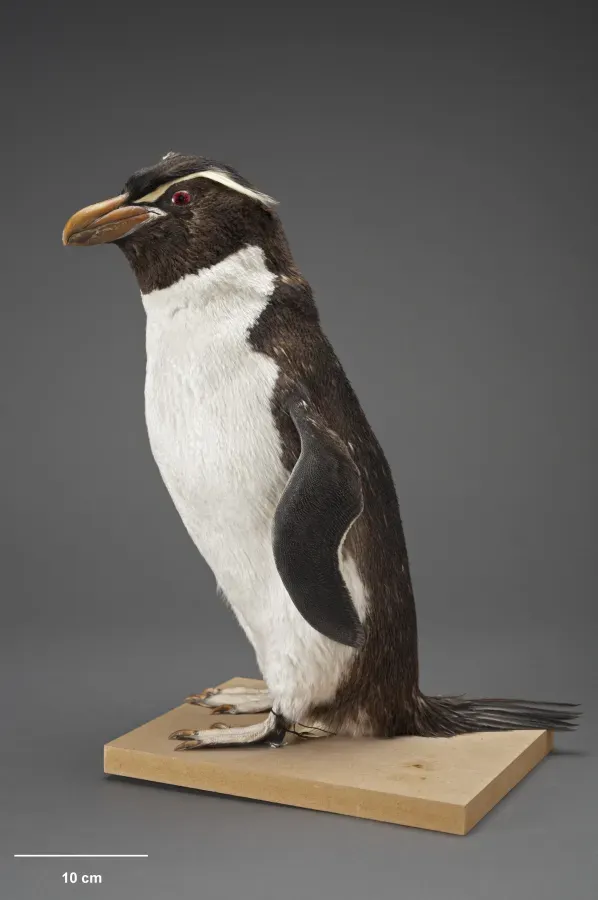File:Eudyptes robustus Snares 1947.jpg