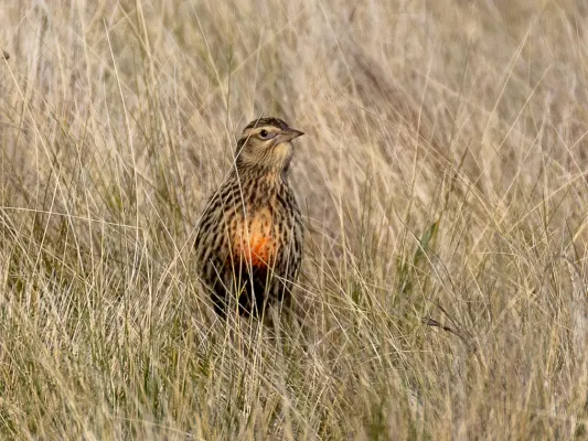 File:Leistes defilippii Pampas Meadowlark (female); Saavedra, Buenos Aires, Argentina.jpg