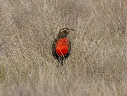 File:Leistes defilippii Pampas Meadowlark (male); Saavedra, Buenos Aires, Argentina.jpg