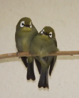 File:Broad-ringed White-eyes Zosterops eurycricotus, London Zoo.jpg
