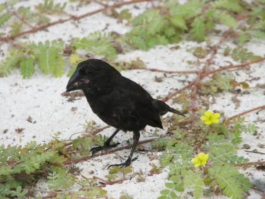 File:Geospiza conirostris -Espanola Island, Galapagos Islands, Ecuador-8.jpg