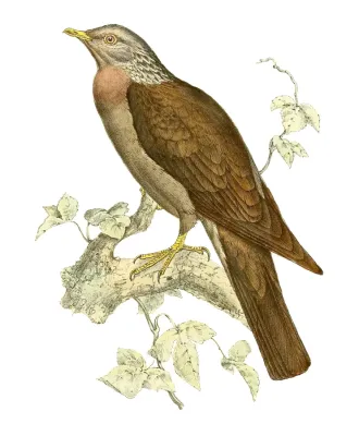 File:Columba pollenii 1868.jpg