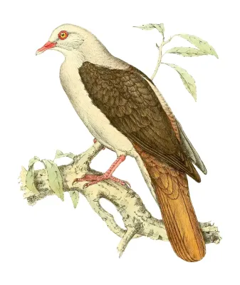 File:Nesoenas mayeri 1868.jpg