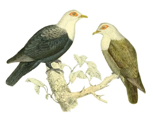 File:Alectroenas sganzini 1868.jpg