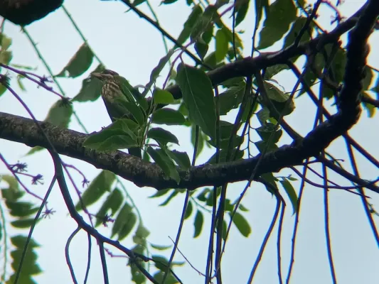 File:Psilopogon viridis.jpg