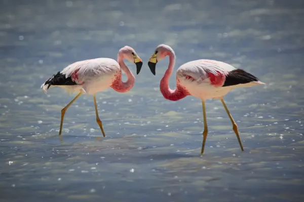 File:Andean flamingo (Phoenicoparrus andinus) in Bolivia 01.jpg