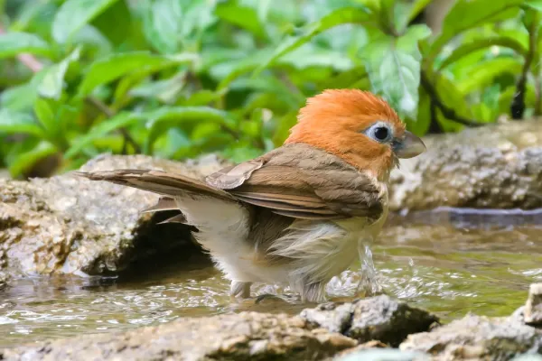 File:Paradoxornis bakeri-A9 01767.jpg
