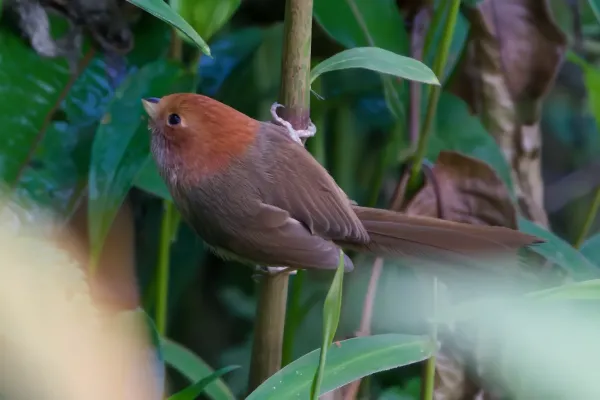 File:Suthora brunnea A9 08408.jpg