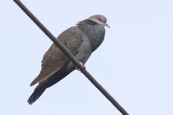File:Streptopelia lugens 190312854.jpg