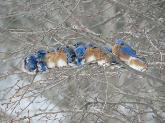 File:Common Eastern Bluebird (Sialia sialis ssp. sialis).jpg