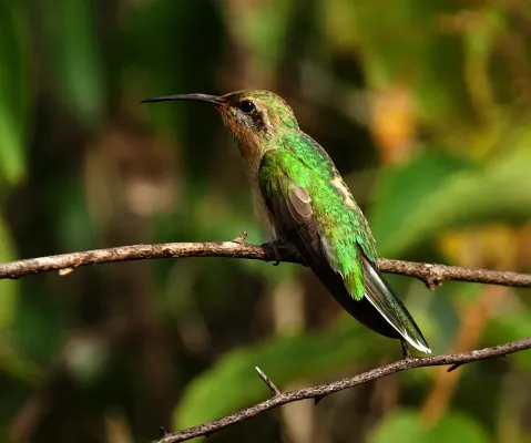 File:Polytmus milleri White-tailed Goldenthroat; Guyana.jpg