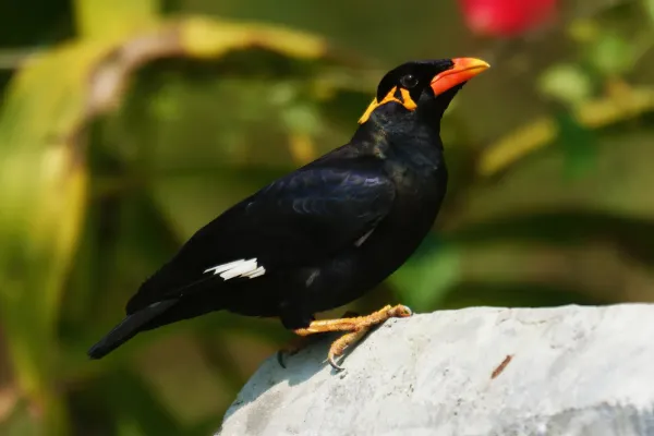 File:Common Hill Myna (Gracula religiosa).jpg