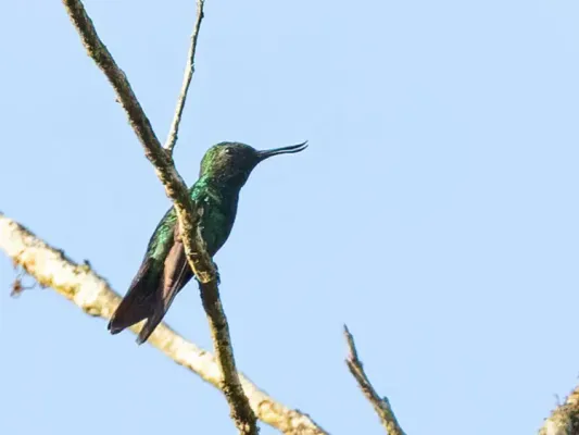 File:Avocettula recurvirostris Fiery-tailed Awlbill, Guyana 01.jpg