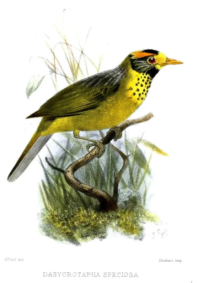 File:DasycrotaphaSpeciosaSmit.jpg