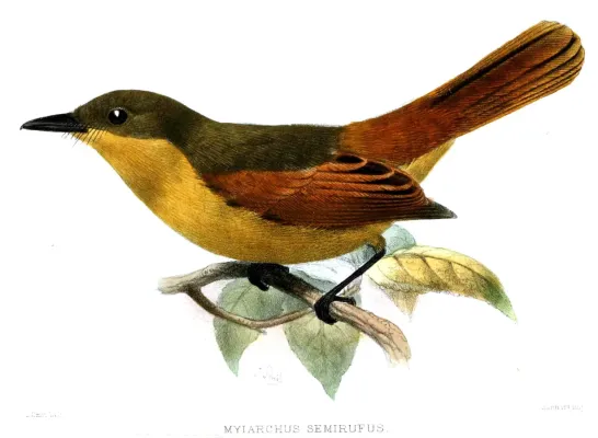 File:MyiarchusSemirufusSmit.jpg