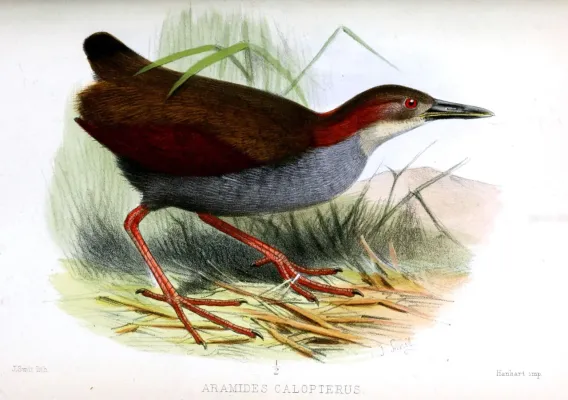 File:AramidesCalopterusSmit.jpg
