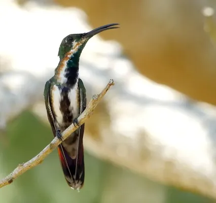 File:Anthracothorax viridigula Green-throated Mango (female); Iranduba, Amazonas, Brazil.jpg