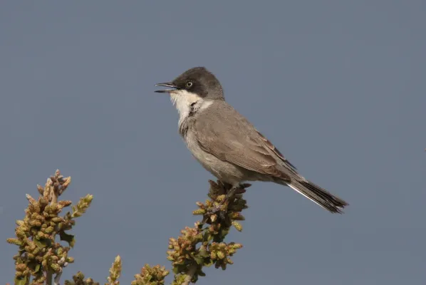 File:Curruca crassirostris 91619419.jpg