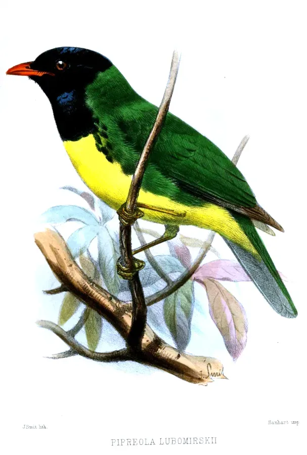 File:PipreolaLubomirskiiSmit.jpg