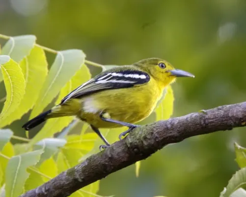File:Common Iora (Aegithina tiphia) 6.jpg