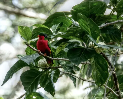 File:Kuhl's lorikeet (Vini kuhlii).jpg