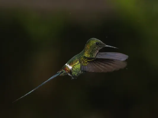 File:Green thorntail (Discosura conversii) male in flight (cropped).jpg