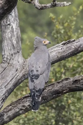 File:African harrier-hawk (Polyboroides typus) Kruger.jpg
