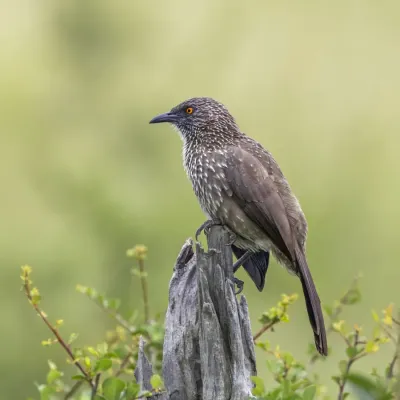 File:Arrow-marked babbler (Turdoides jardineii) Kruger.jpg