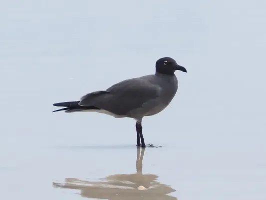File:Leucophaeus fuliginosus 59279200.jpg