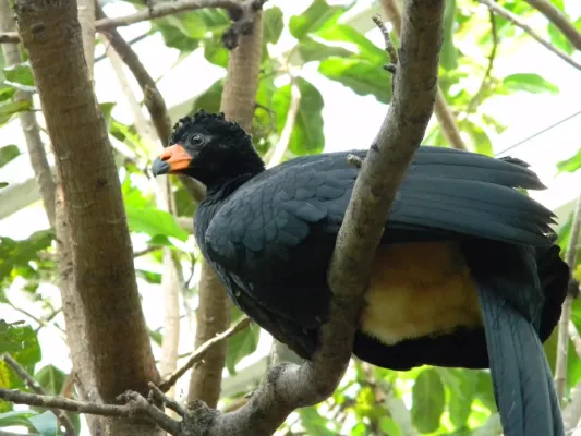 File:Crax globulosa -Houston Zoo, Texas, USA -female-8a.jpg