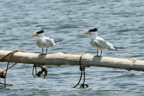 File:Thalasseus albididorsalis, Foundiougne, Fatick, Senegal 1.jpg