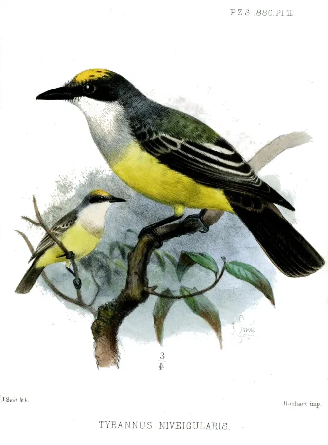File:TyrannusNiveigularisSmit.jpg