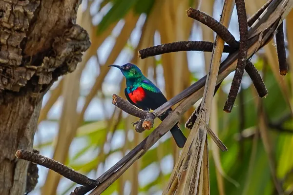 File:Cinnyris habessinicus, Doho Lodge, Afar, Ethiopia 1.jpg