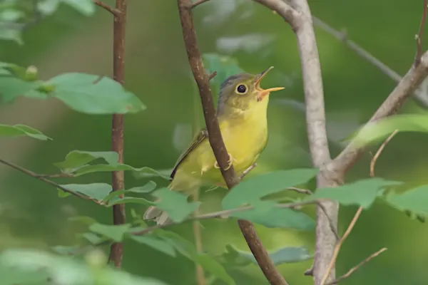 File:Phylloscopus soror A9 03716.jpg