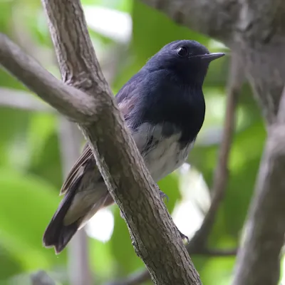 File:Calliope obscura A9 03959-crop.jpg