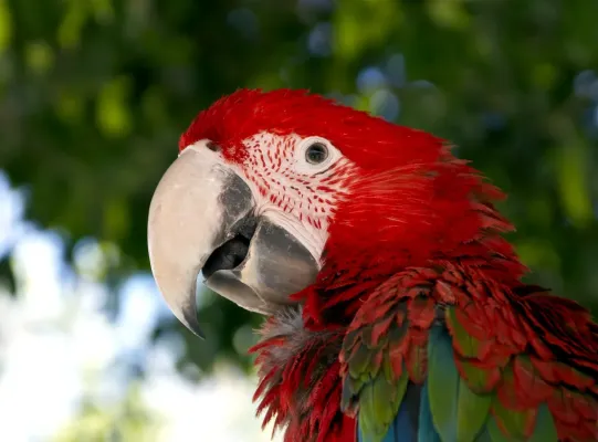 File:Ara chloropterus head in Rhodes.jpg