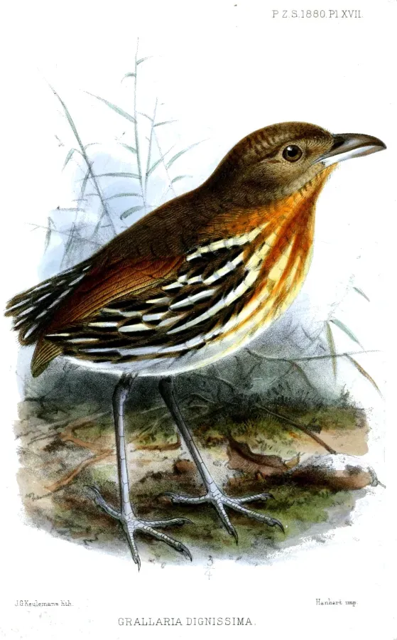 File:GrallariaDignissimaKeulemans.jpg