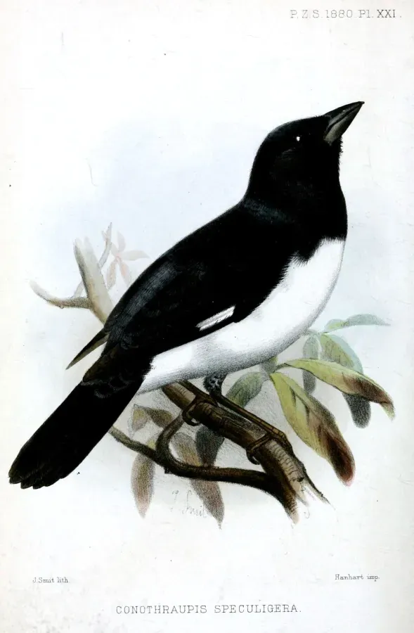 File:ConothraupisSpeculigeraSmit.jpg