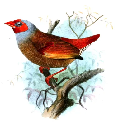 File:PytiliaAfraSmit.jpg