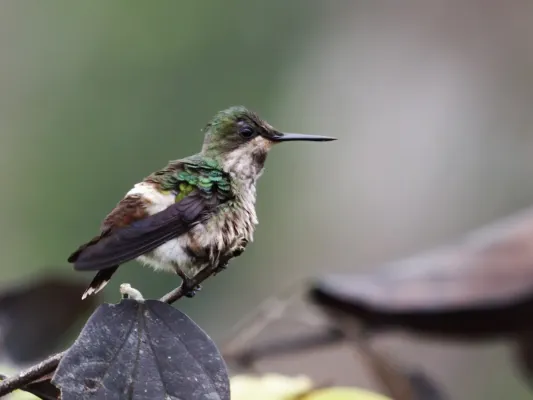 File:Lophornis verreauxii - Butterfly Coquette - female.jpg
